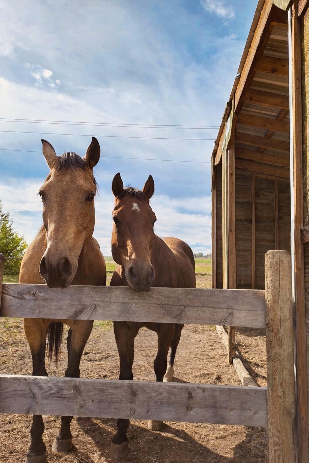 Balanced Hearts Ranch | Okotoks AB