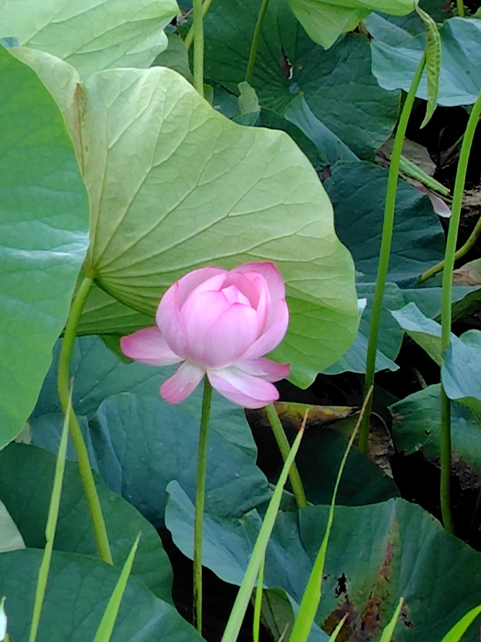 おはようございます😃今朝、富津市中の地蔵堰のハスの花です😊スマホ
