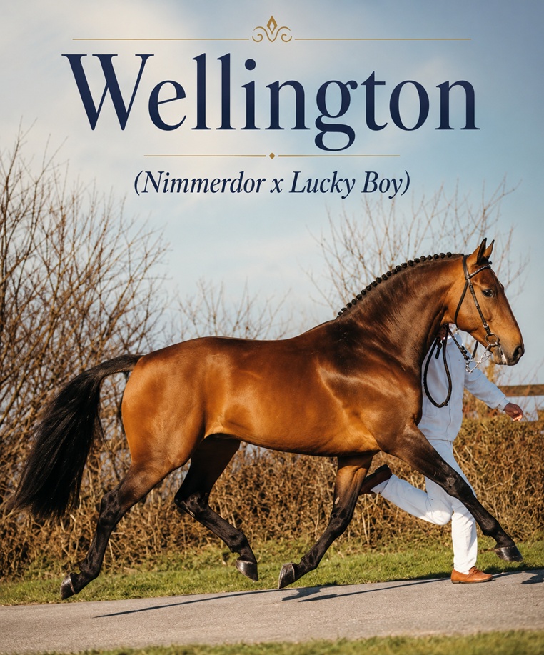 🐴 Wellington (1980–2000) – the KWPN stallion who proved that