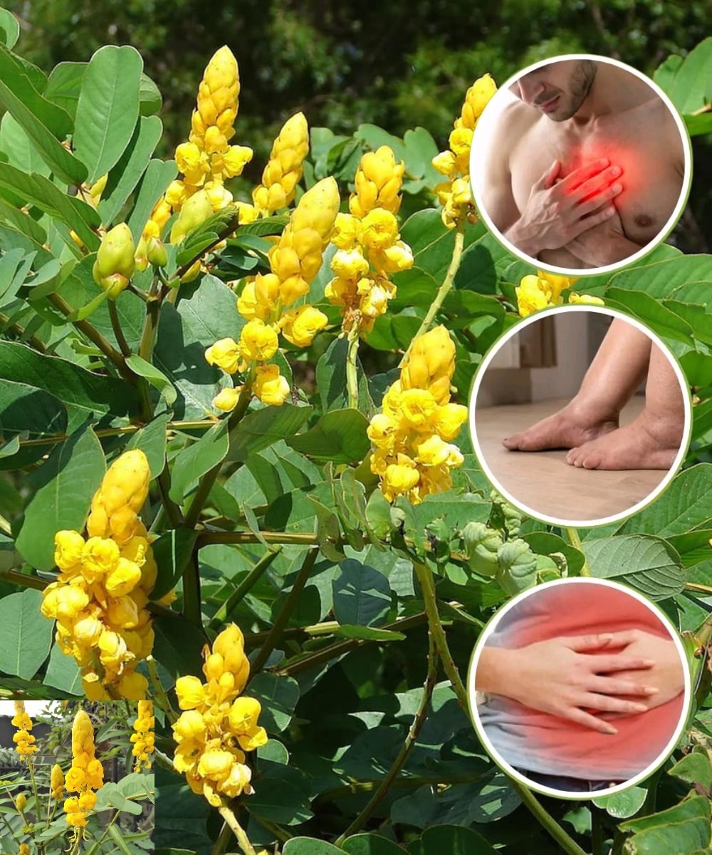 Crème Naturelle Cassia Alata (Orang Kampung) - Pour Problèmes De Peau - Halal - Neuf