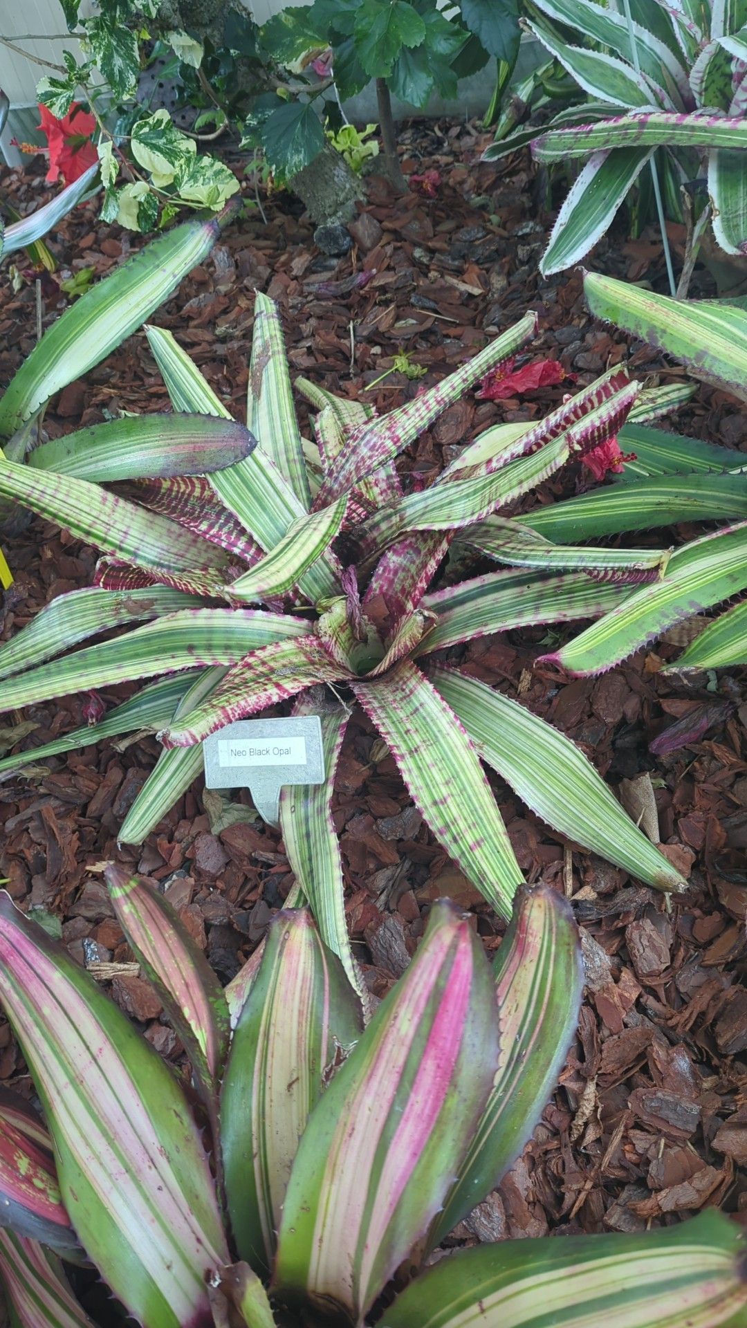 Neoregelia Black Opal x MacPink #neoregelia #bromeliad