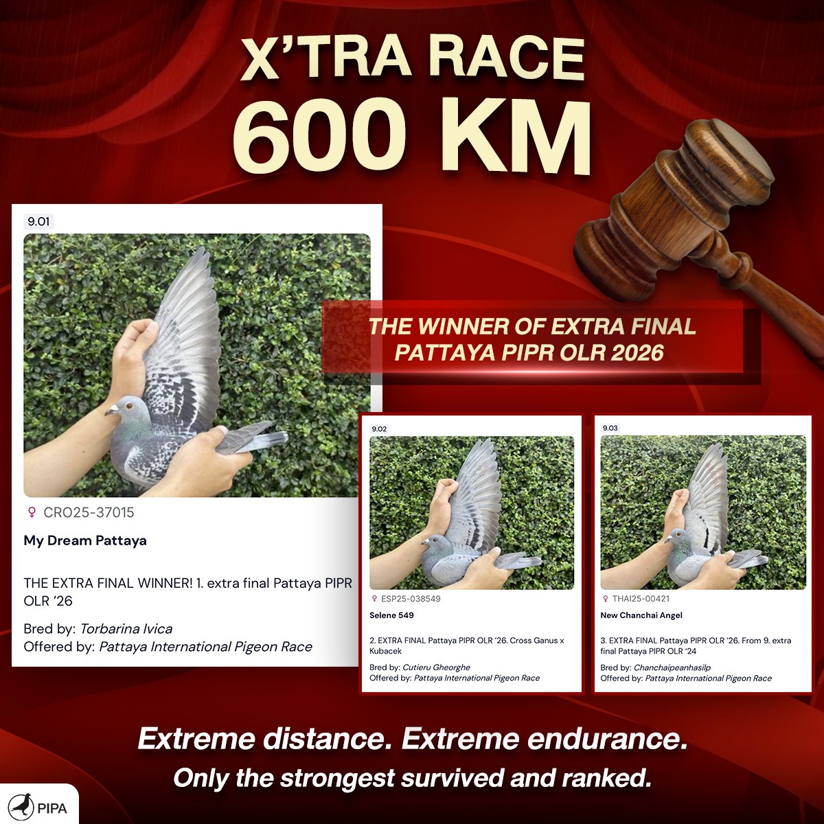 🏆 The champions of Pattaya are now on... - Pattayaoneloftrace | Facebook