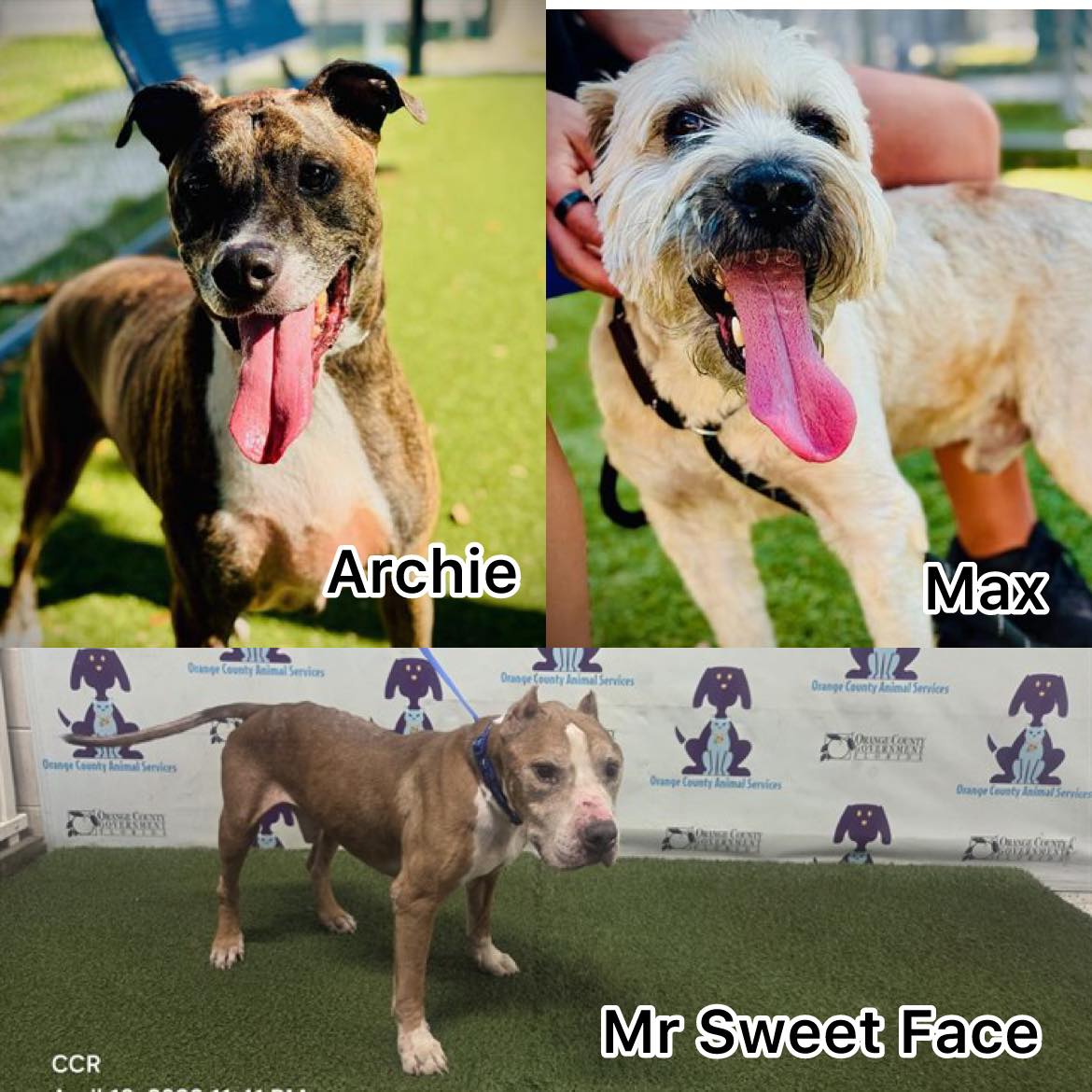 Urgent dog adoptions needed in Orlando by April 28
