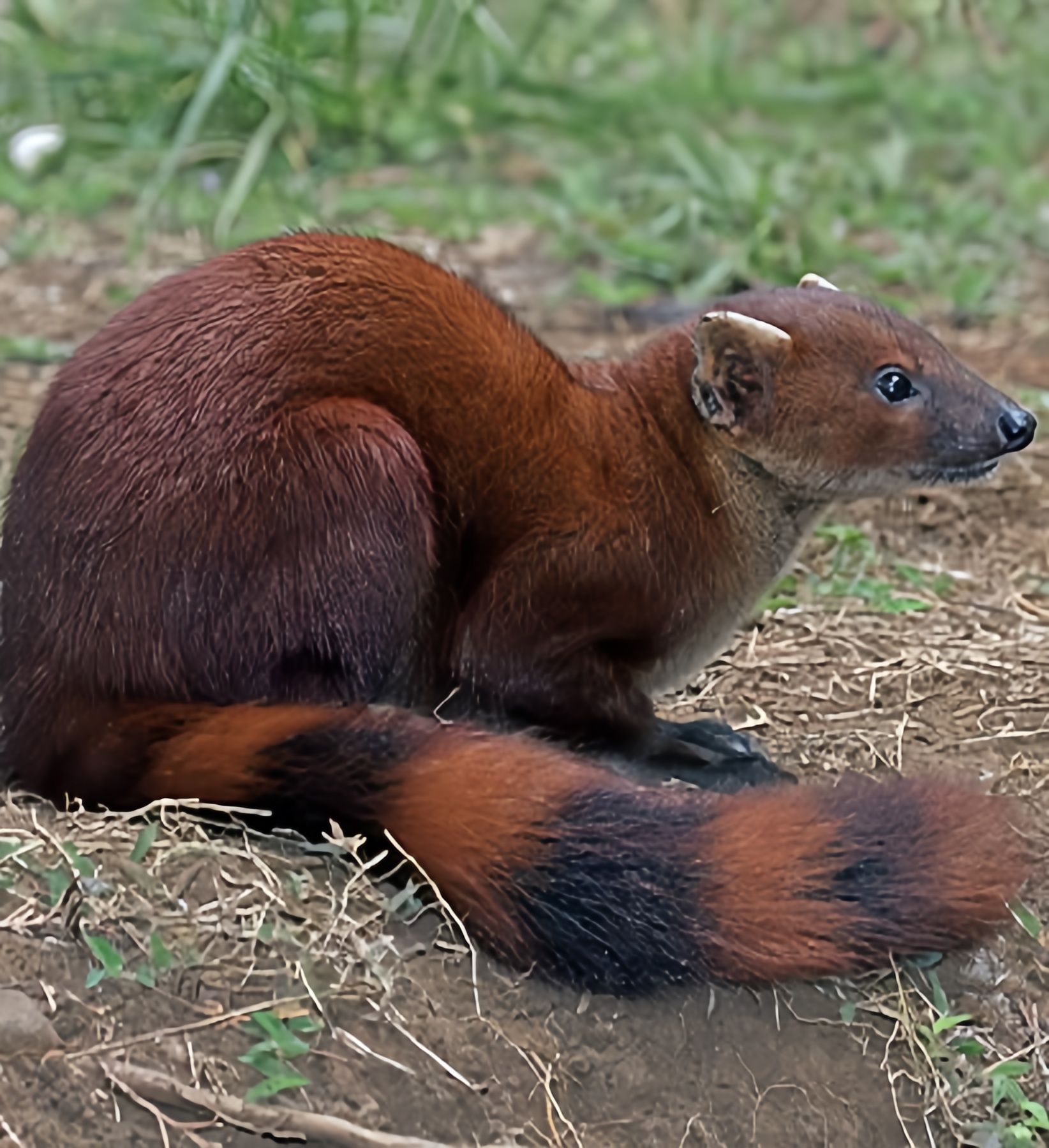 The Bold Bandit of Madagascar – Ring-tailed Mongoose ? Say hello 