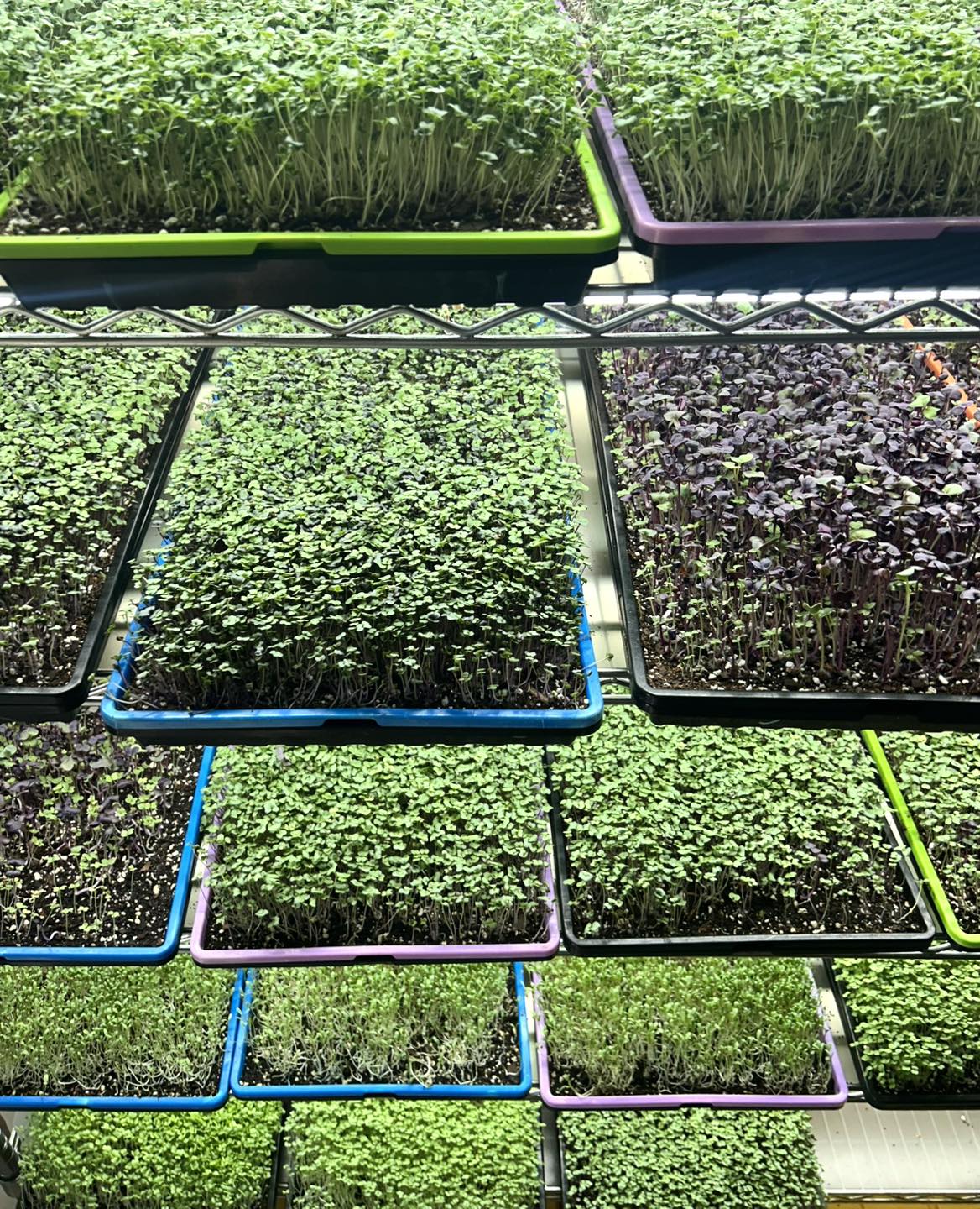 Kalipa Microgreens