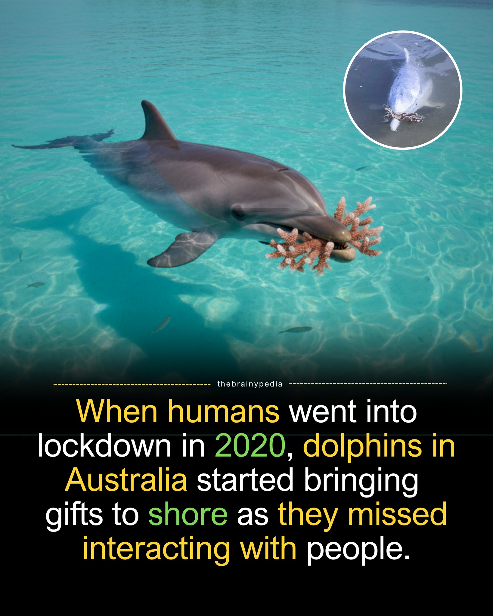 Curated visual reference: Gallery Detail: Brainypedia During The 2020 Lockdown A Pod Of Humpback Dolphins