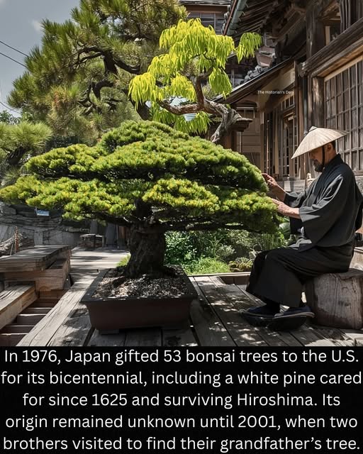 Weird, Strange and Interesting Things | In 1976, Japan gifted 53 bonsai ...