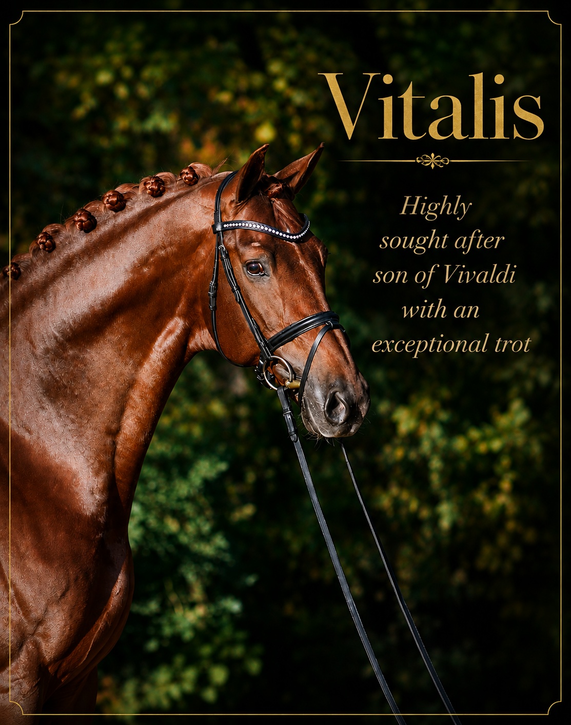 グッドイナフ リング Mサイズ 🐴 Vitalis — Power, Presence & an Exceptional Trot ✨ Some
