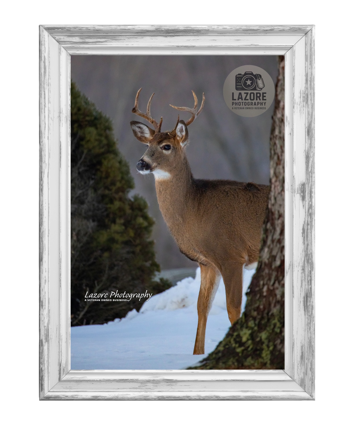 ? BIG buck but NO antlers ? DYK: The bony, permanent base on a 
