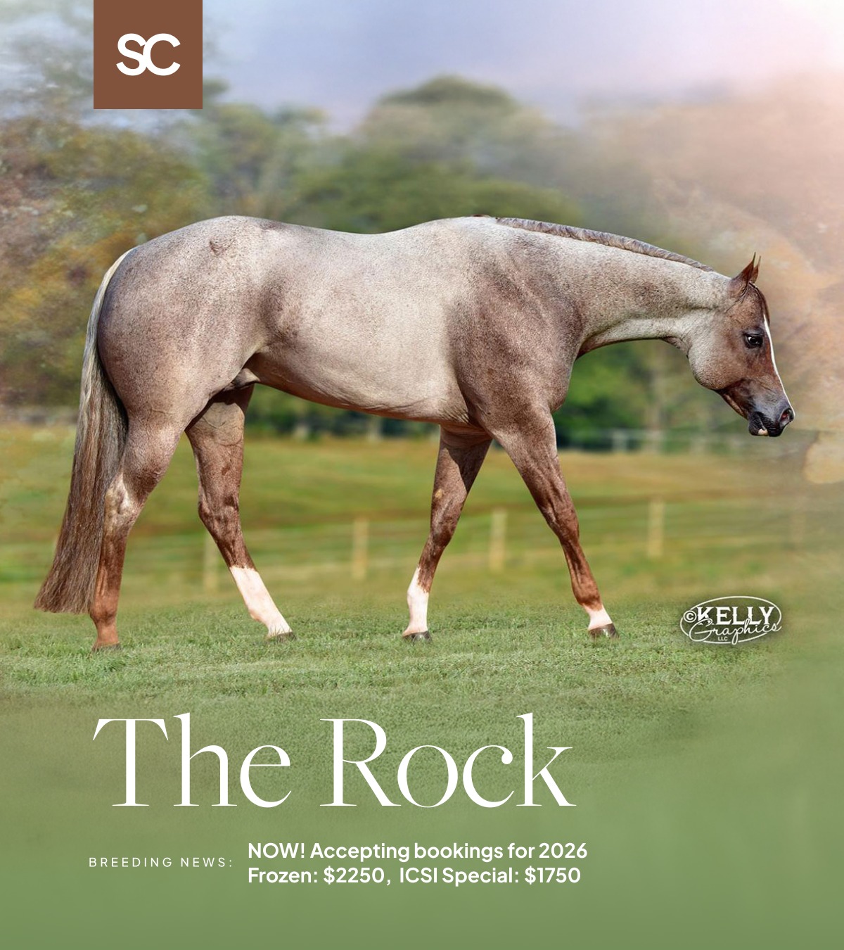 🌟 BREEDING NEWS: The Rock Legacy 🌟... - StallionCompare.com | Facebook