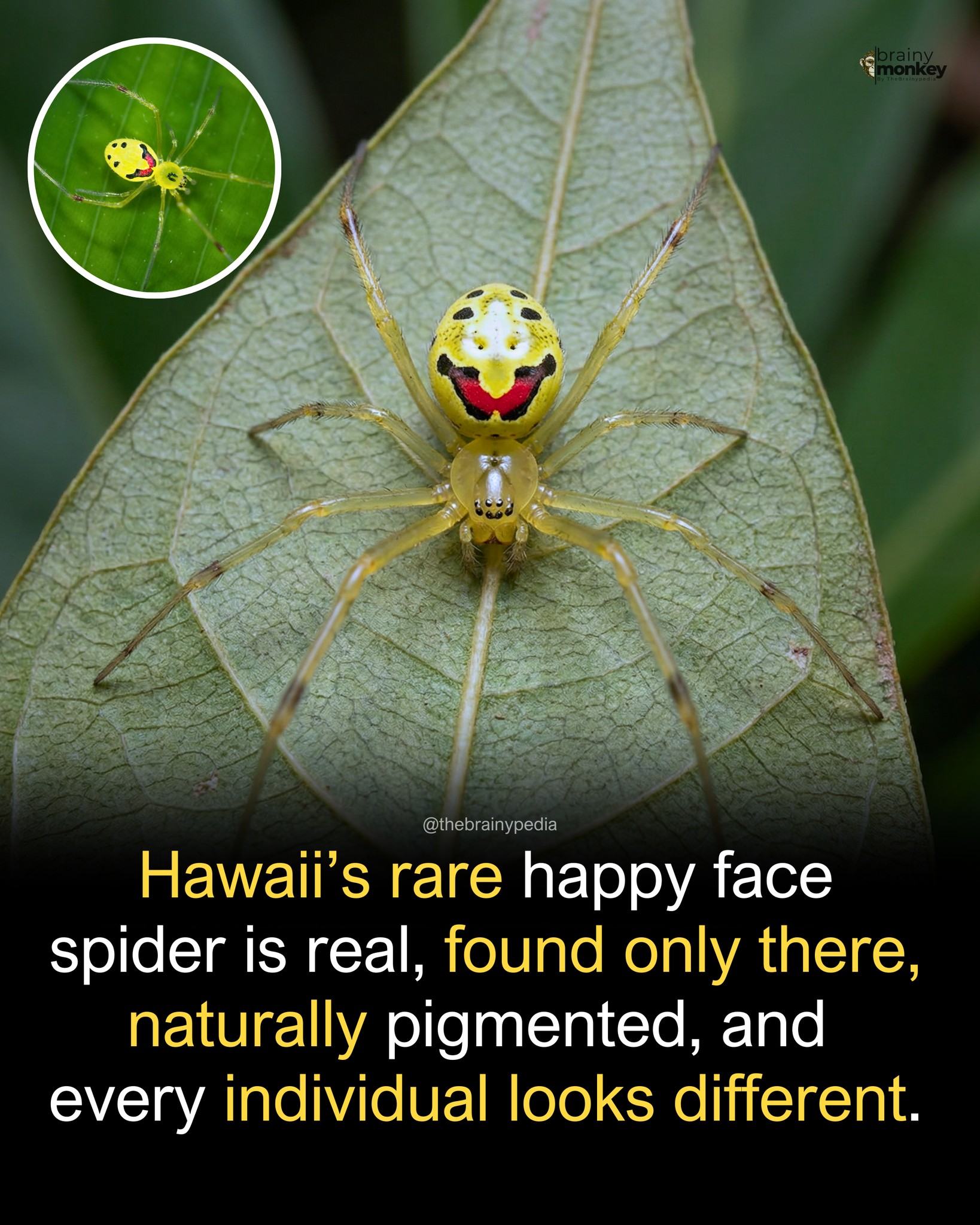 brainy-hawaii-is-home-to-one-of-the-most-unique-creatures-in-the