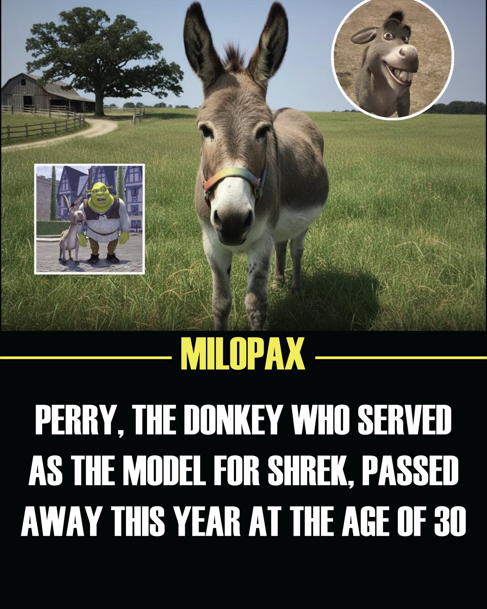 MiloPax - 🐴 The Real-Life Donkey Behind Shrek 💚 Perry, the real ...