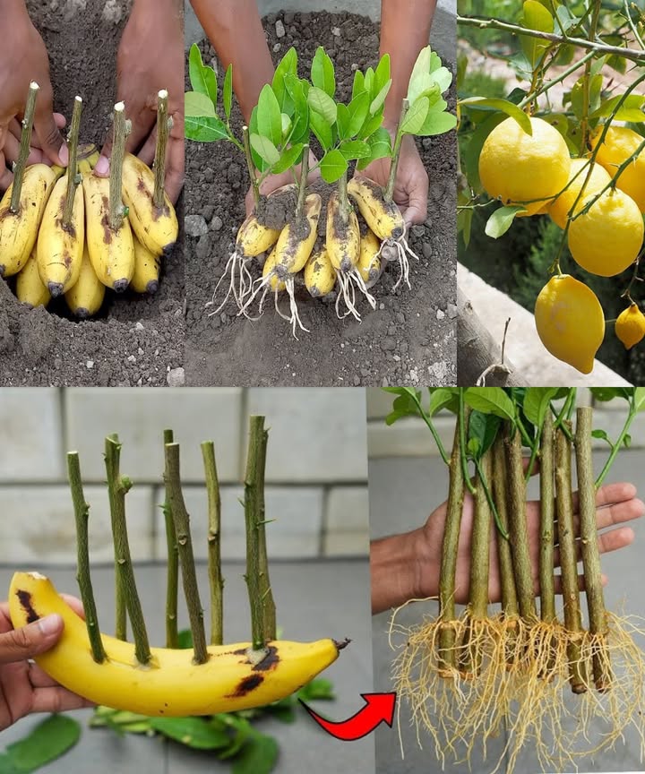 Historical - Harnessing the Power of Banana for Lemon Tree Propagation ...