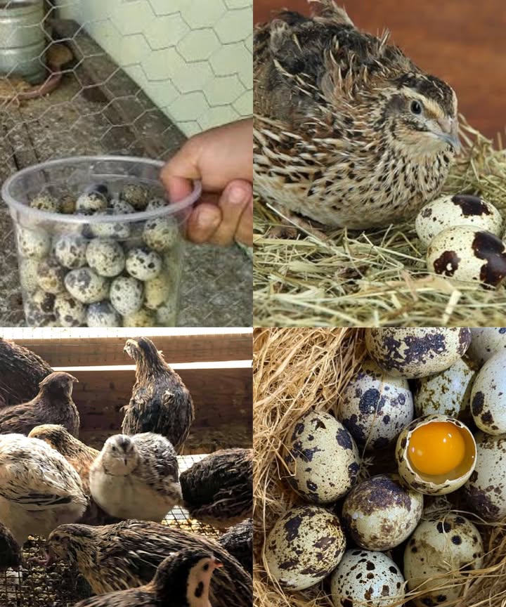 Gallery Detail: Historical Guide And Tips For Raising Quails And Obtaining Eggs