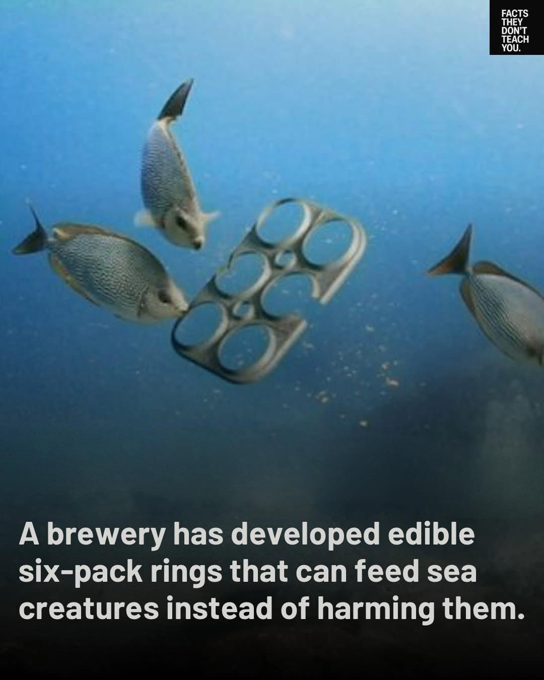 Facts - Saltwater Brewery in Florida created E6PR, the world’s first ...