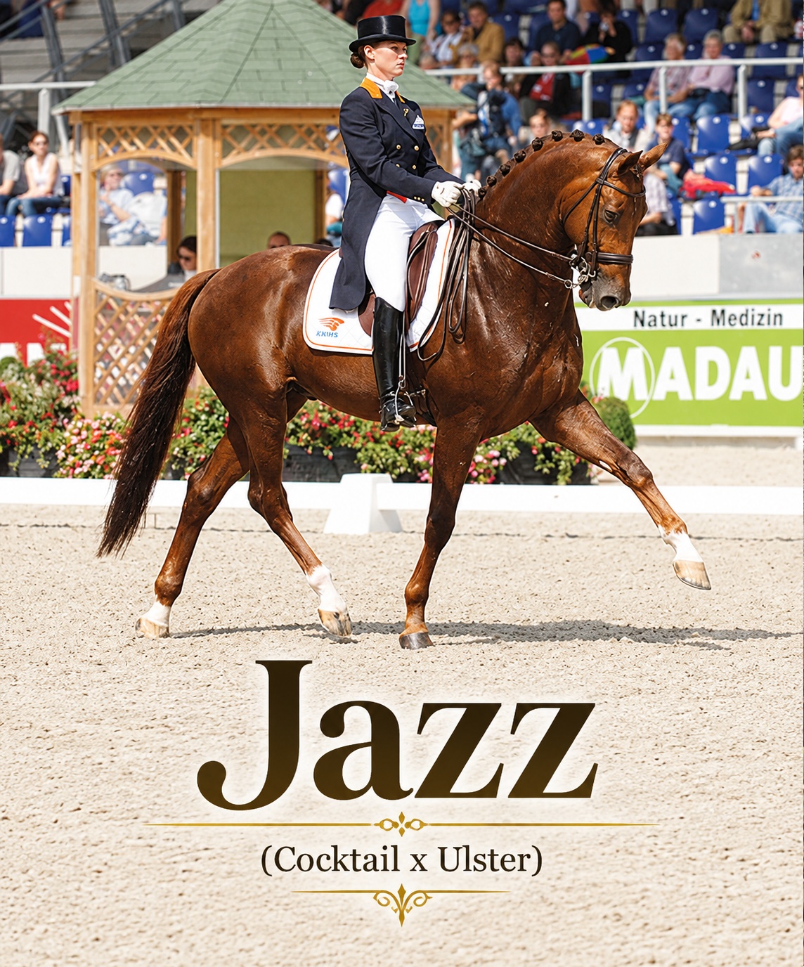 Jazz (Cocktail × Ulster): The Stallion Who Changed Dressage