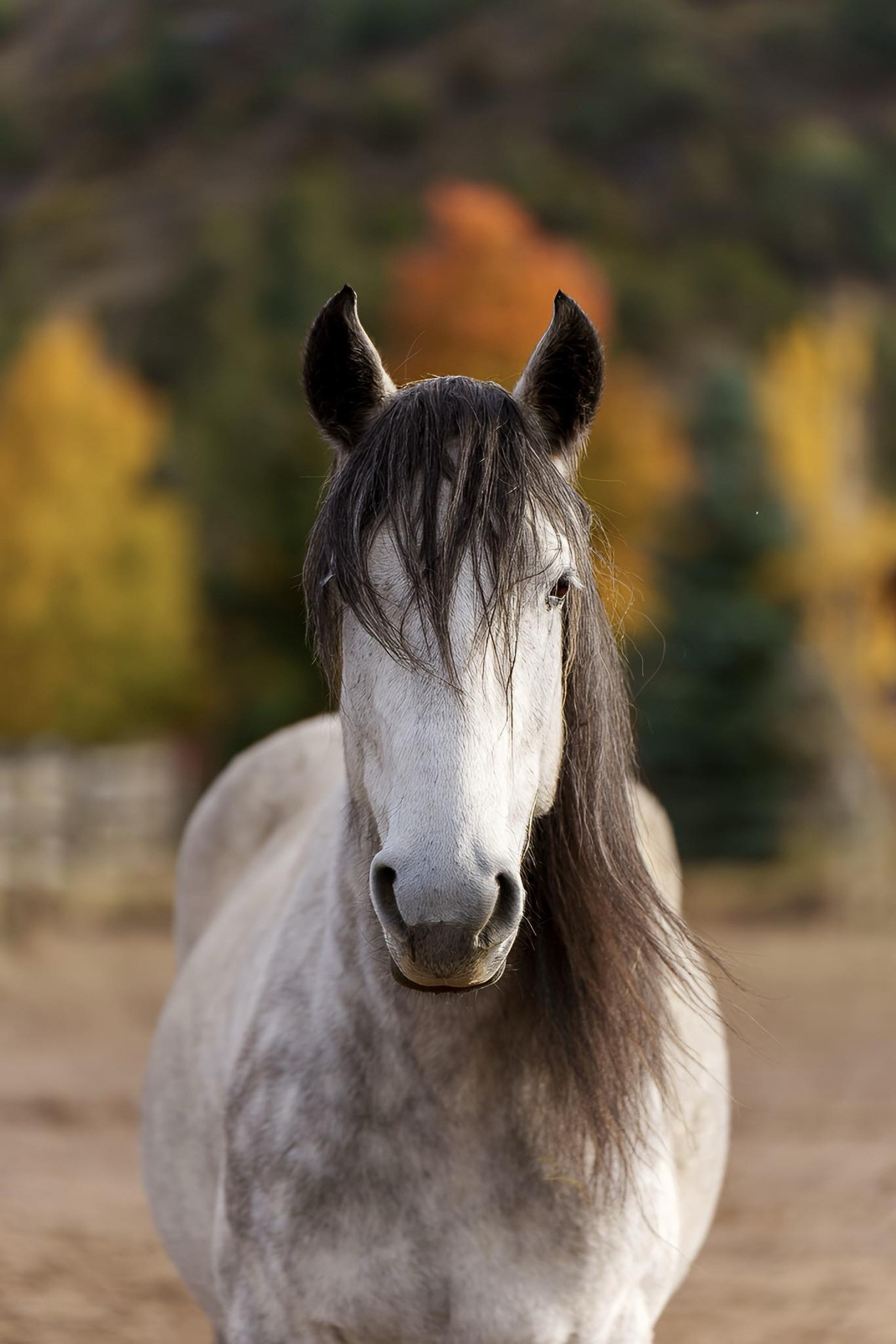 Second Chance Ranch | South Fork CO