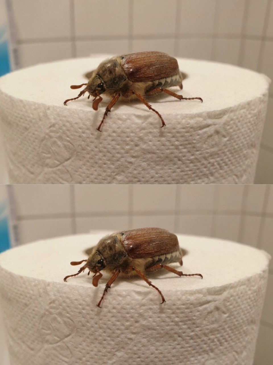 OMG this bug was in my house 😏 What the heck is it? 🧐
