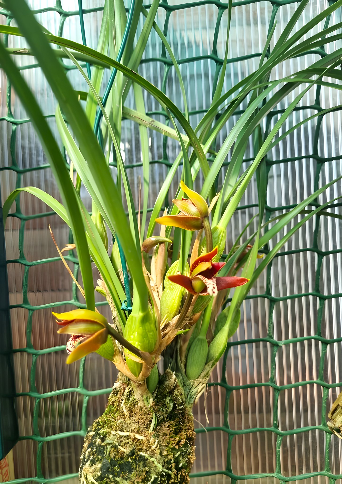 How to basket a Maxillaria Hybrid 'Hot Lava' orchid?
