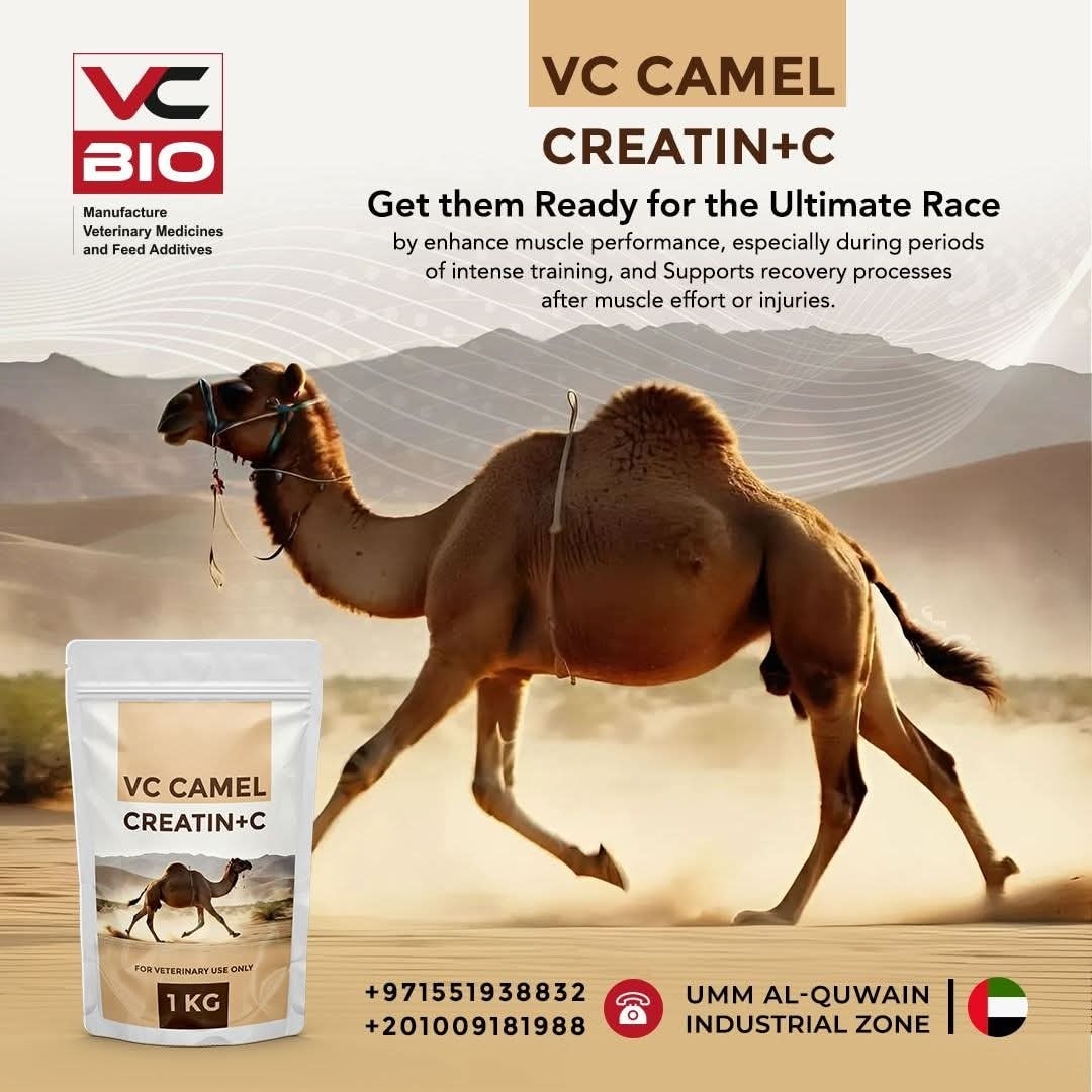 Camel racing is... - VC Bio manufacture feeds and supplements | Facebook