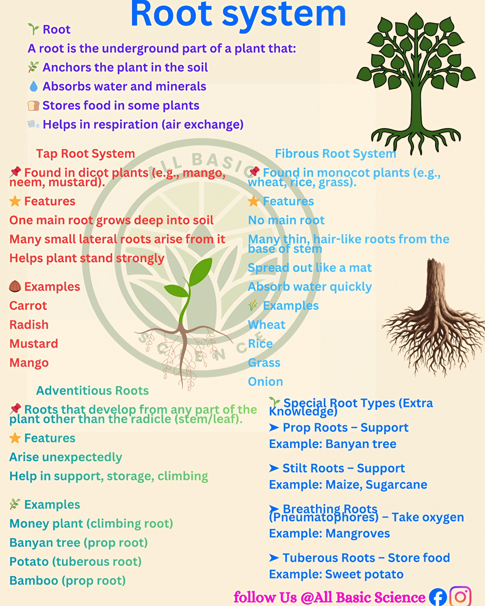 Human Anatomy Group | Root system..... , , , . . #Science #biology # ...
