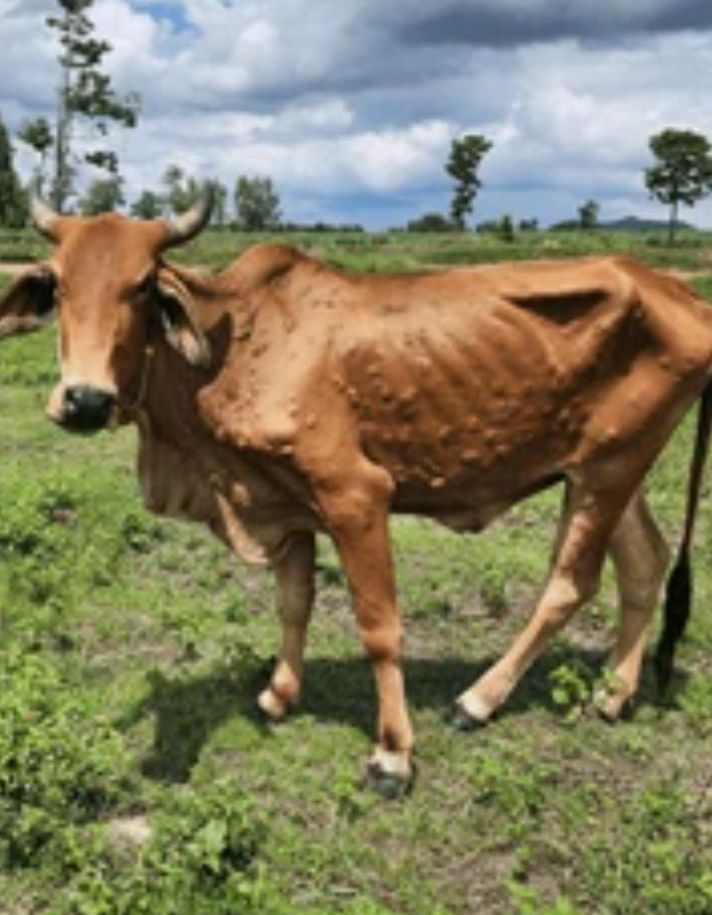 Lesotho - WATCH OUT FOR LUMPY SKIN DISEASE MOHALE'S HOEK --- The ...