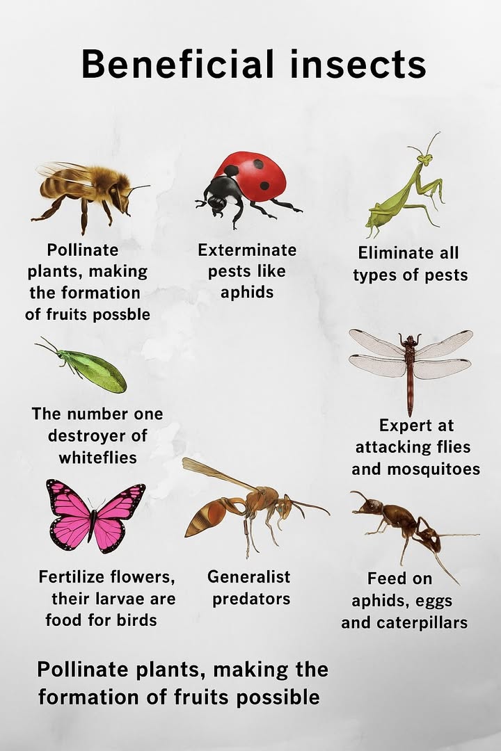 Historical - Friendly insects for your garden 🌱 🌼 🍅 🌽 | Facebook
