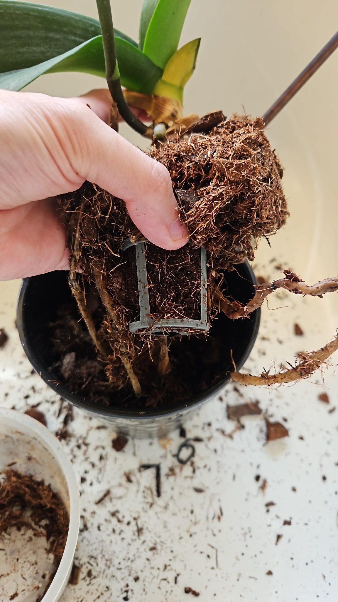 Why do Lowes orchids come with styrofoam packaging?