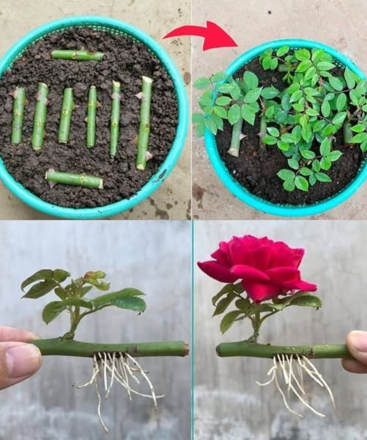 Historical - 🌹 How to Propagate Roses from Cuttings: A Simple Guide ️ ...