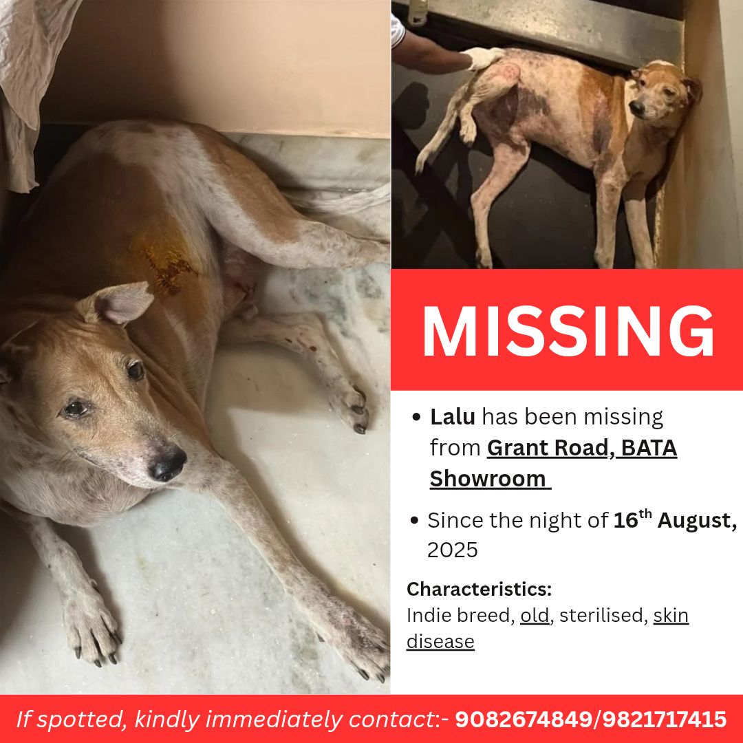 Lost Strays And Feeders Reunited - MUMBAI | 🚨MISSING🚨 | Facebook