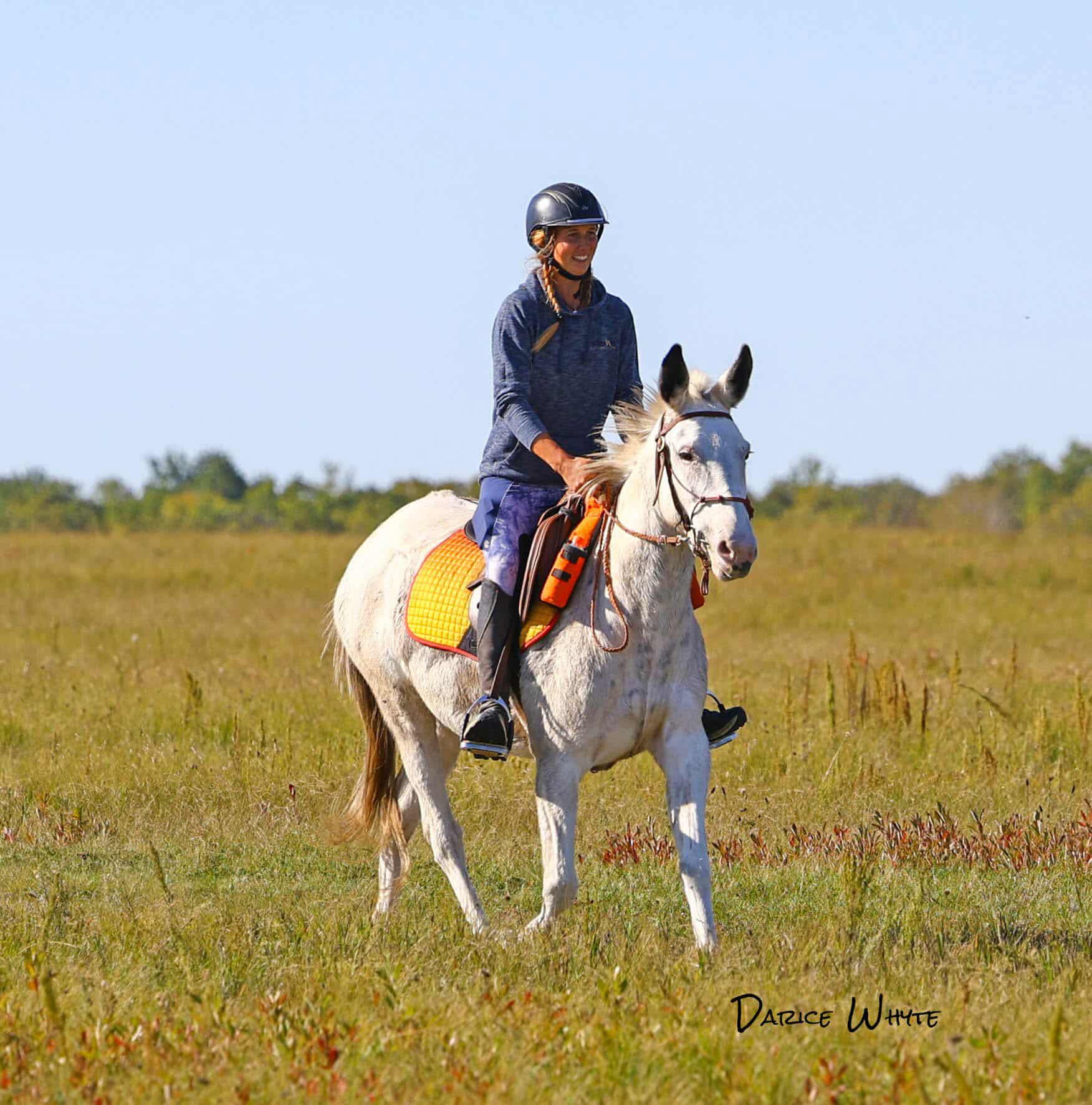 🎉 The wait is over — our trainers are... - Triple Star Ranch | Facebook