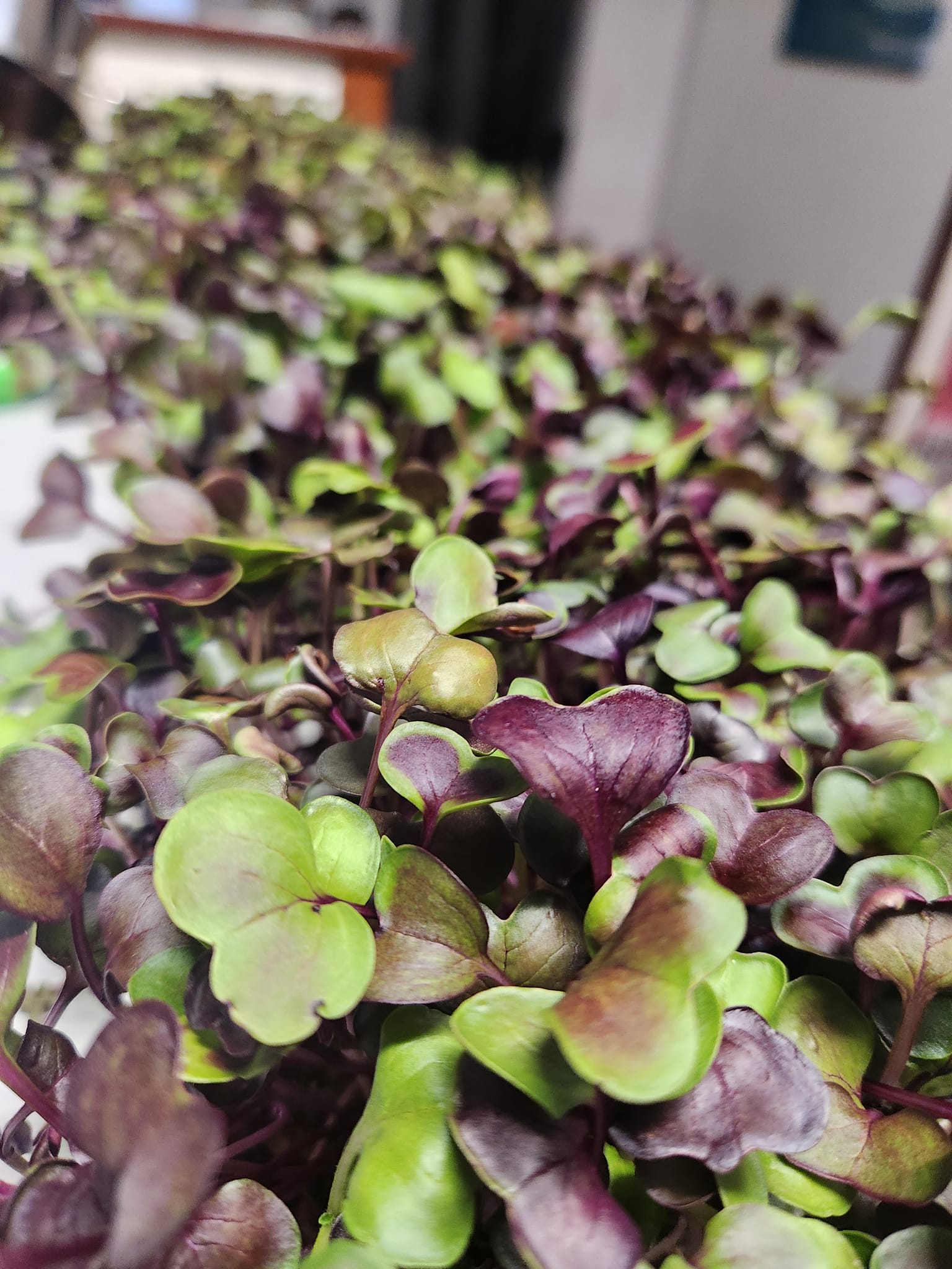 Tiny Leaf Microgreens | Mandurah WA