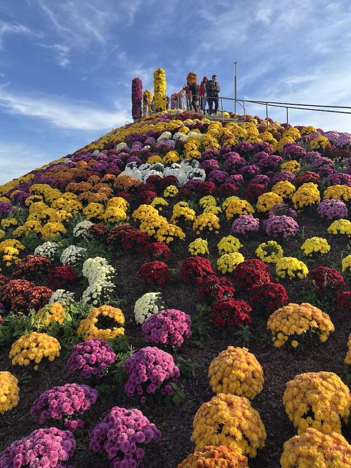 See thousands of mums in full bloom at Montco's best hidden gem
