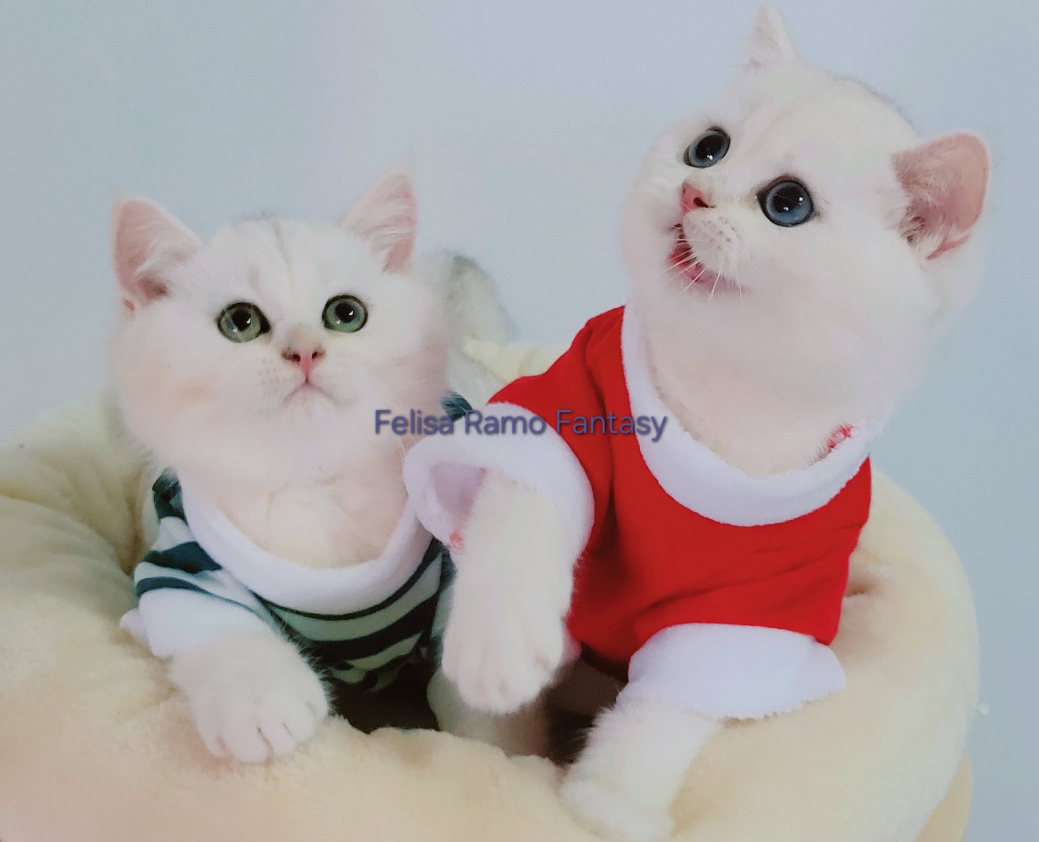 British Shorthair si Longhair ROMANIA | Ceibmai frumosi pufosi | Facebook