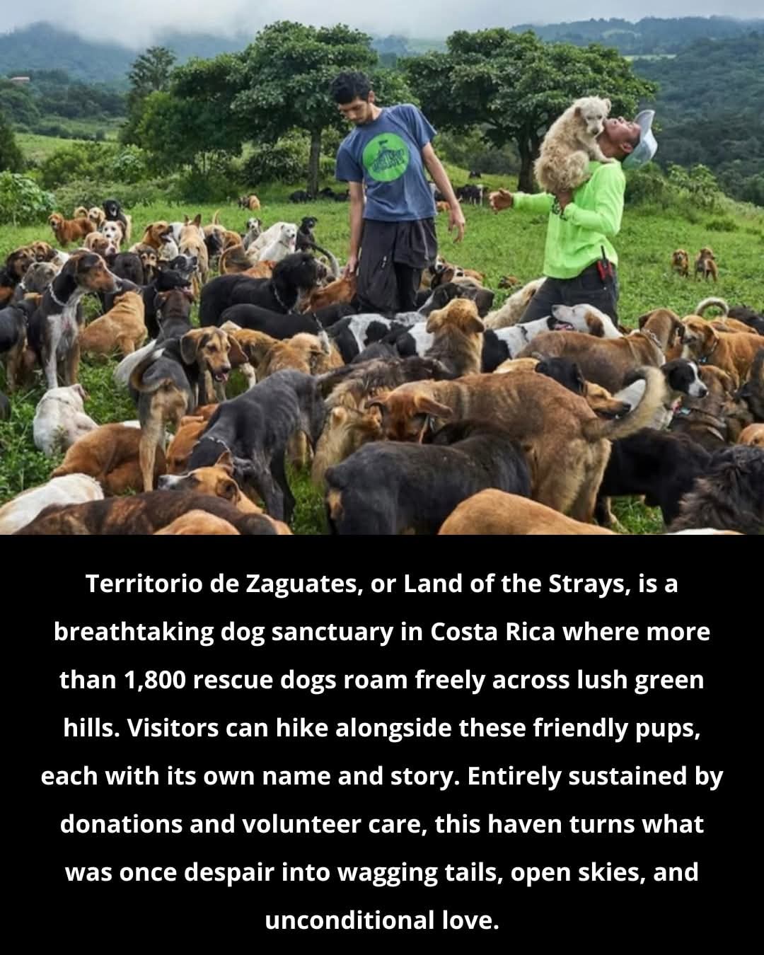 Weird, Strange and Interesting Things | Territorio de Zaguates, or Land ...