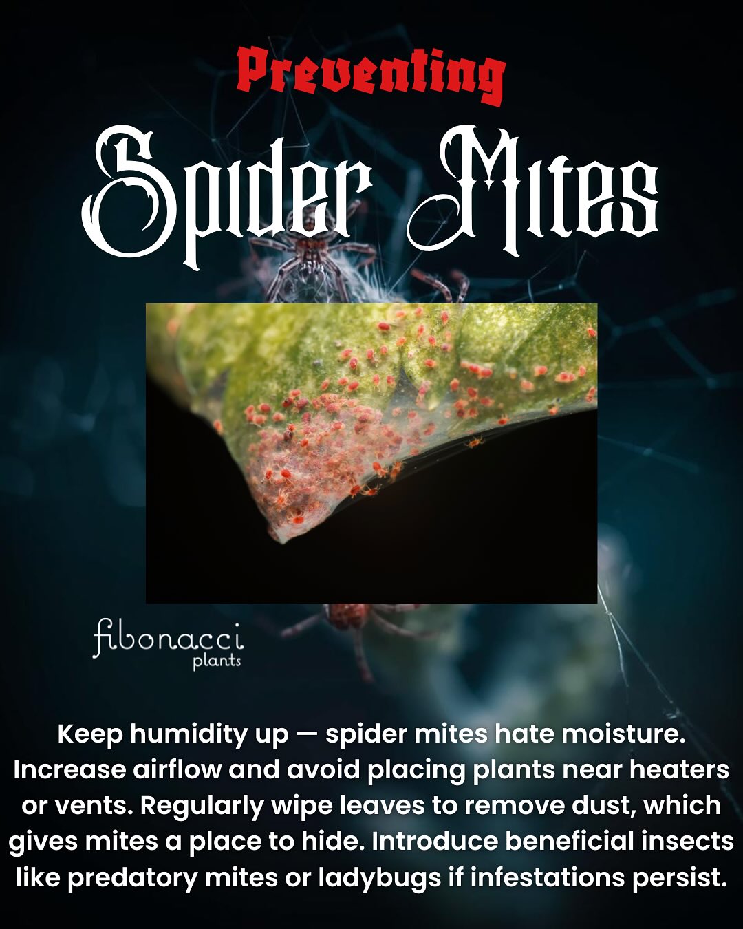 🪴 Houseplant Horrors: A Guide to Ghouls... - Fibonacci Plants | Facebook
