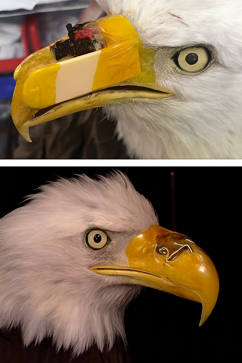 david-attenborough-fans-meet-beauty-the-bald-eagle-from-alaska-who