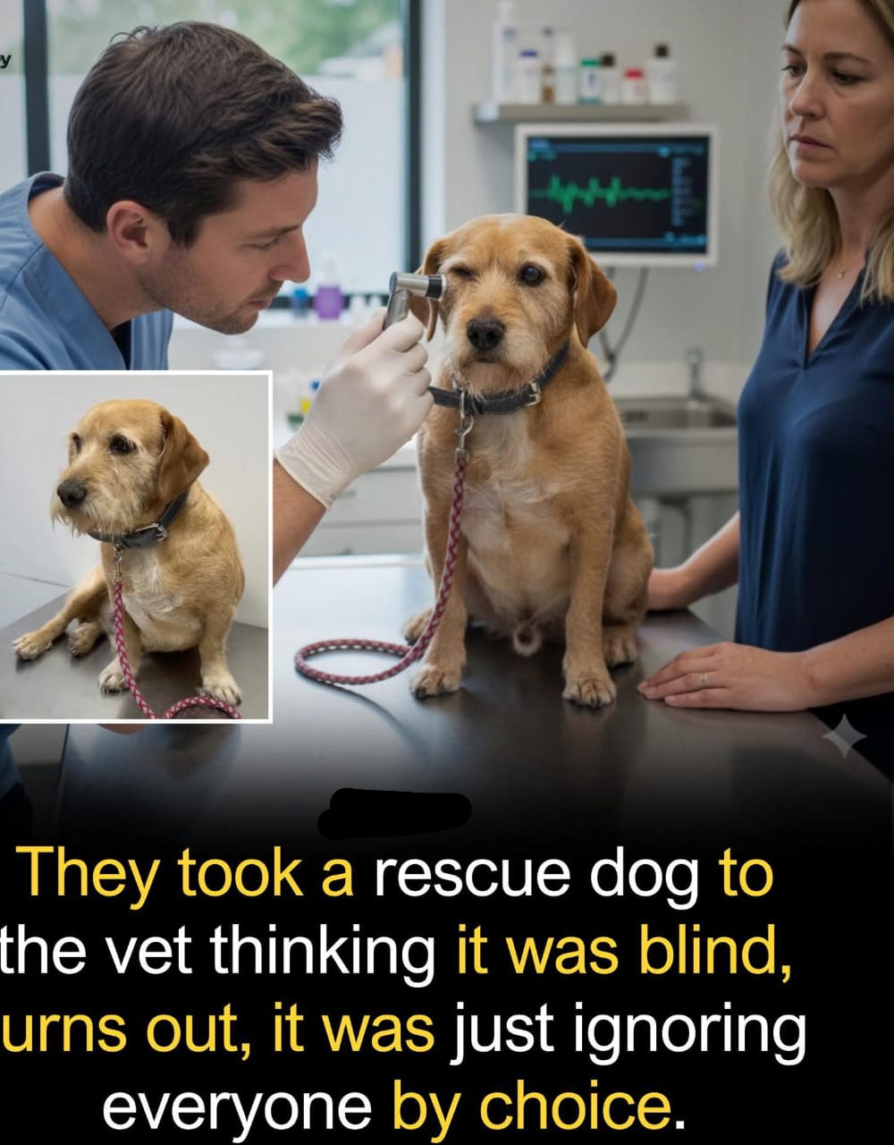 Weird Science | A rescue dog in Chile recently went viral after shelter ...
