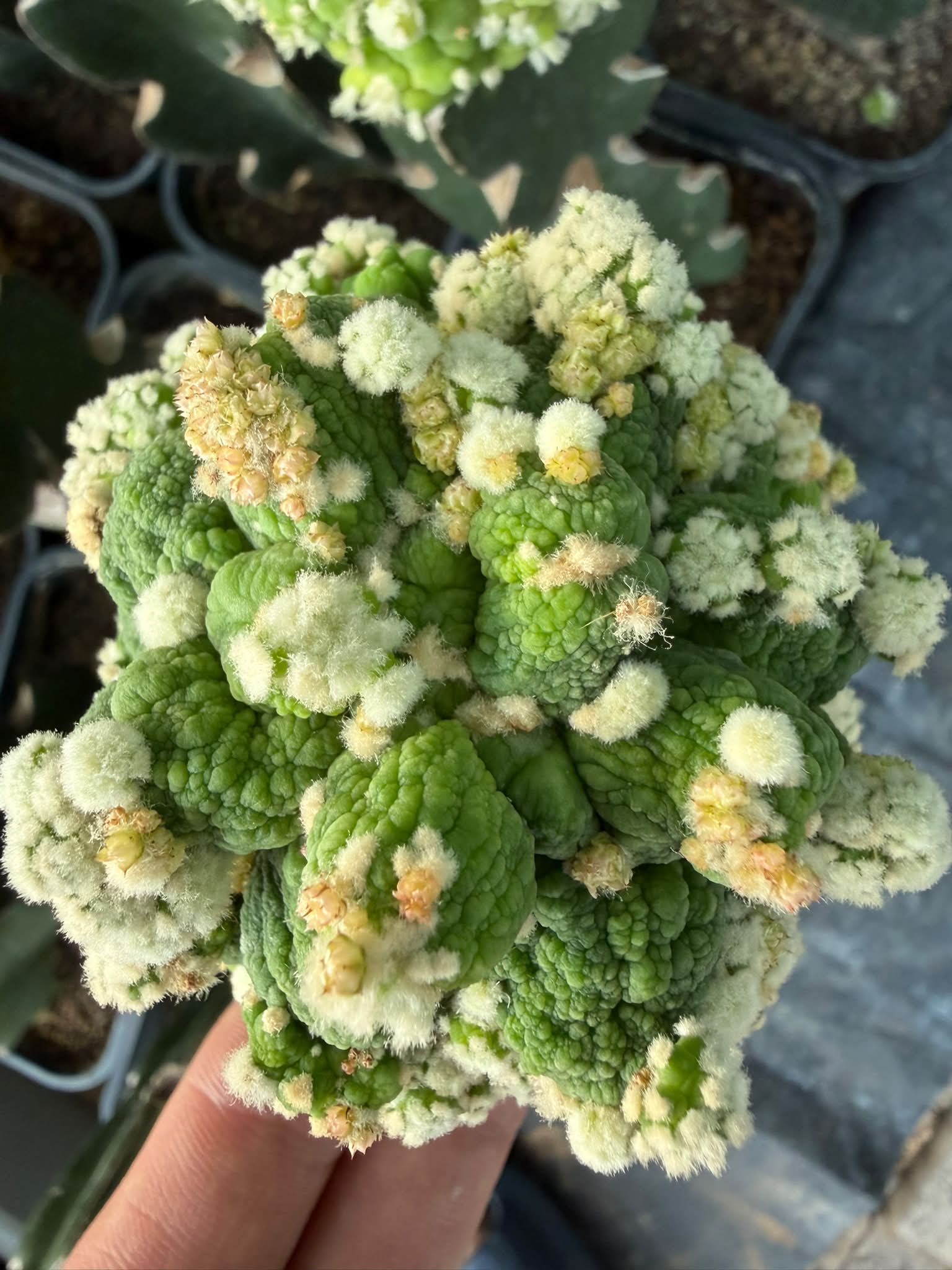 Lophophora williamsii cristata乌羽玉缀化