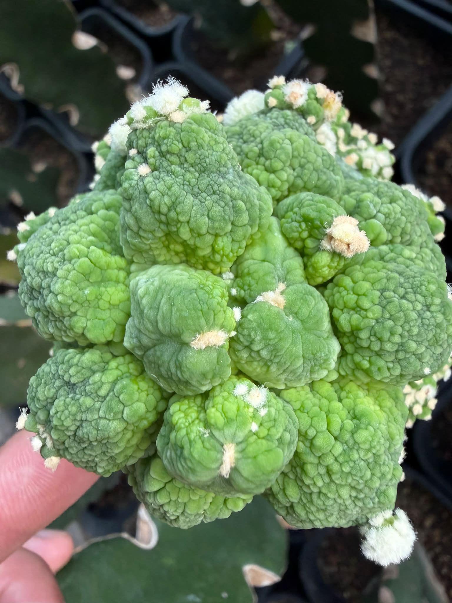 Lophophora williamsii cristata乌羽玉缀化