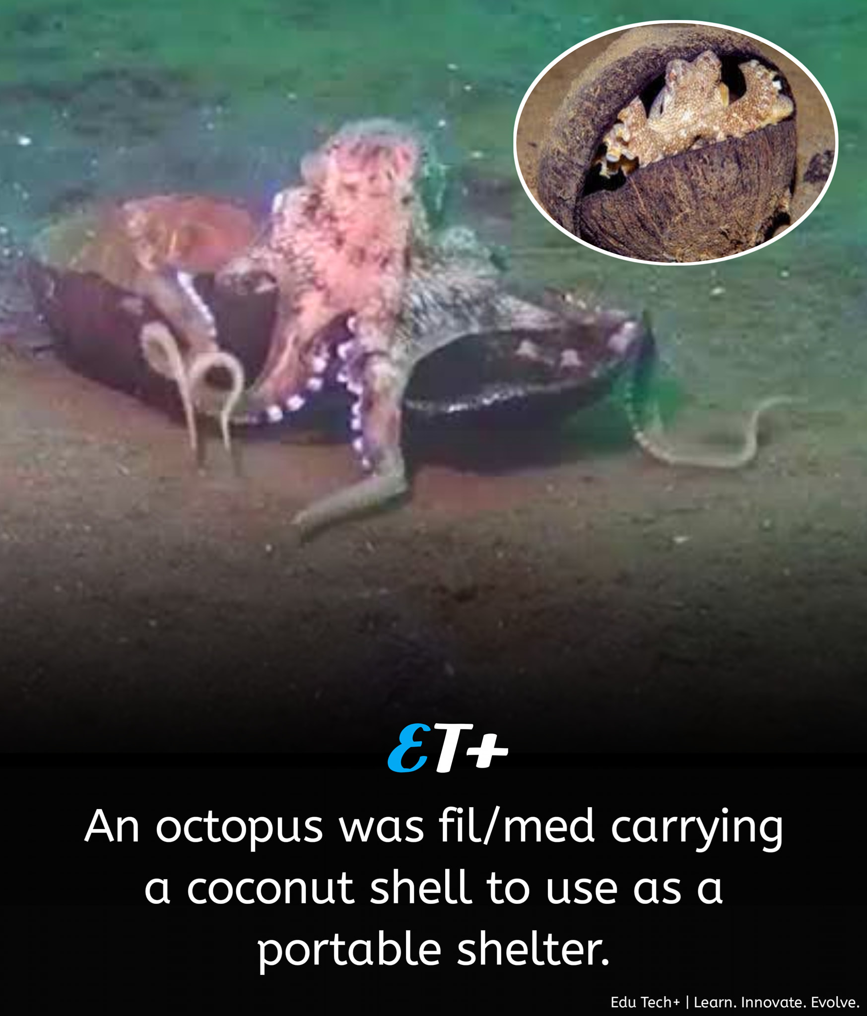 AMAZING FACTS | An octopus was once filmed carrying a coconut shell ...