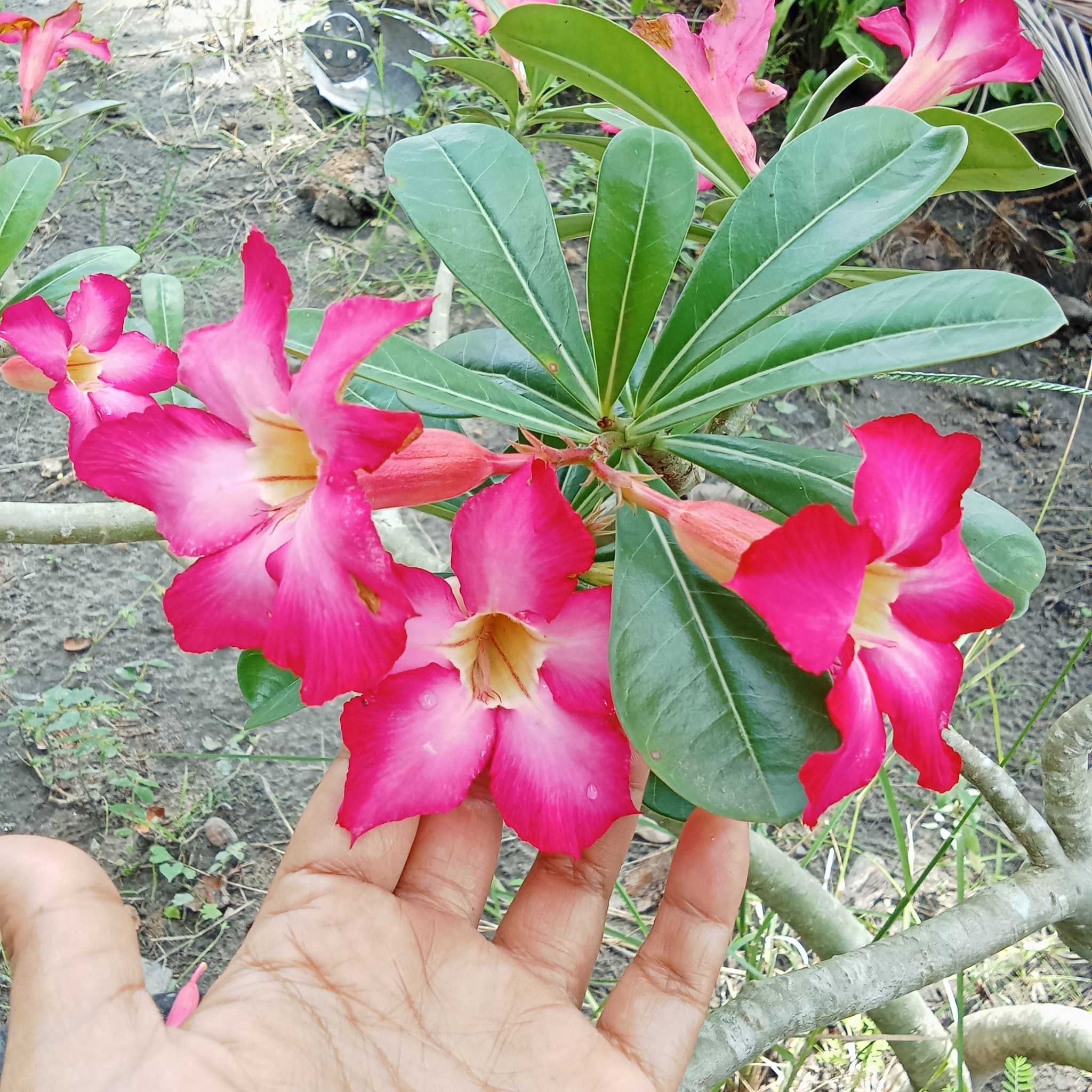 Kalachuchi (Plumeria) 🌸 1. 🌿... - Impormasyong Herbal | Facebook