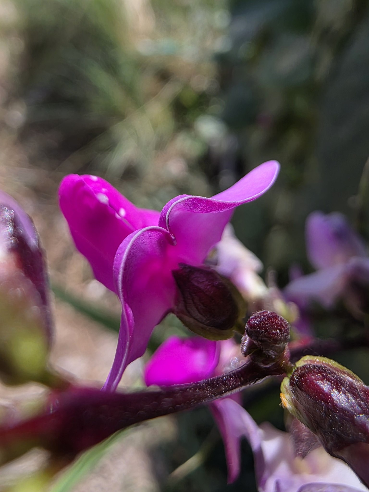 Purple ivy flower, also known as sapphire bean