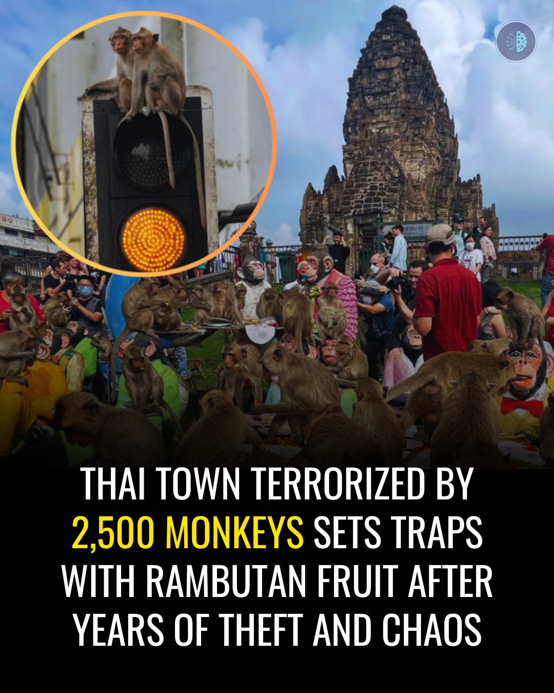 Science - ## **Thailand Town Deploys Fruit Traps for Monkey Takeover ...