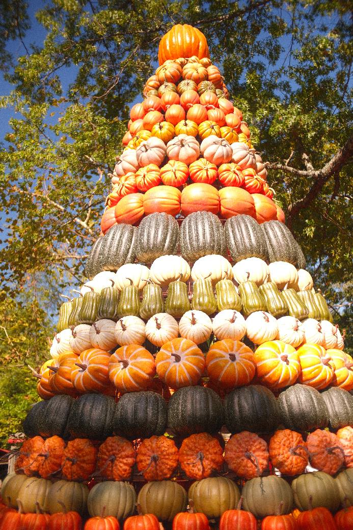 Harvesting pumpkins at Silver Dollar City with Fujifilm X-M5