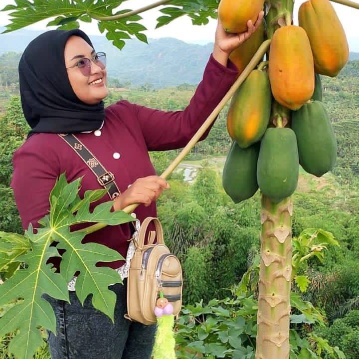 Compressing rotten papaya trees so that they bear fruit again #grafting ...
