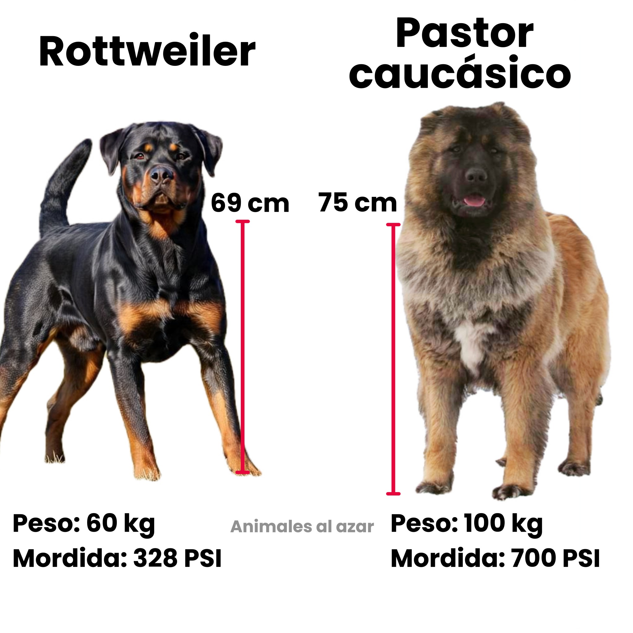 Animales - 🐕⚔️ Rottweiler vs Pastor Caucásico 🔹 Rottweiler Altura: 56 ...