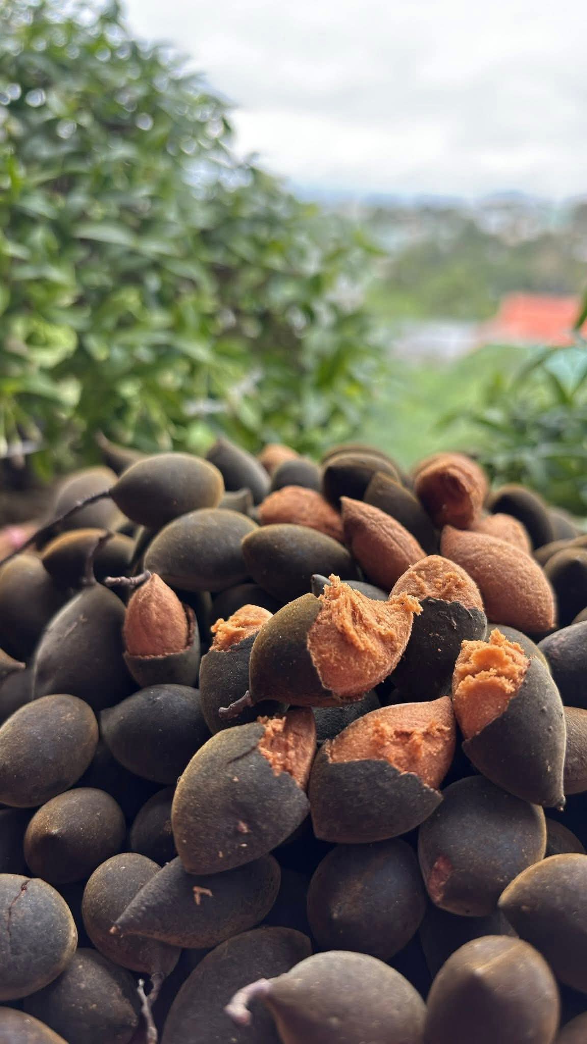 Quynh Ah Nguyên - 🥔Say rừng GIA LAI - Trái Nhung tuổi thơ... | Facebook