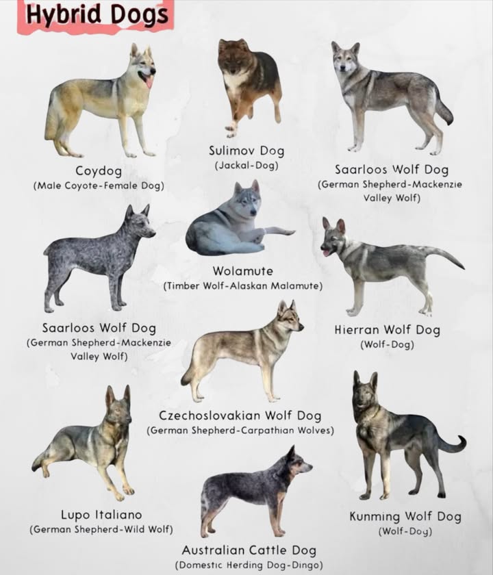 Historical - Fascinating Hybrid Dogs! 🐺🐕‍🦺 Meet These Unique ...
