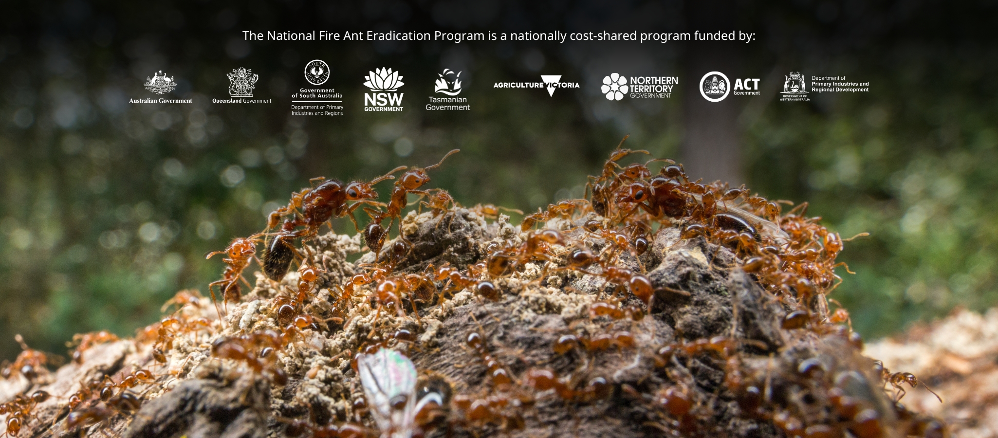 National Fire Ant Eradication Program